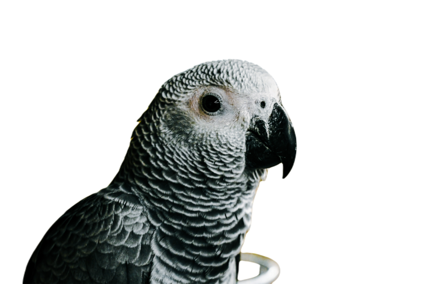 Parrots in the world png file 61