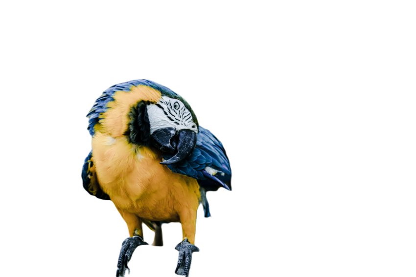 Parrots in the world png file 65