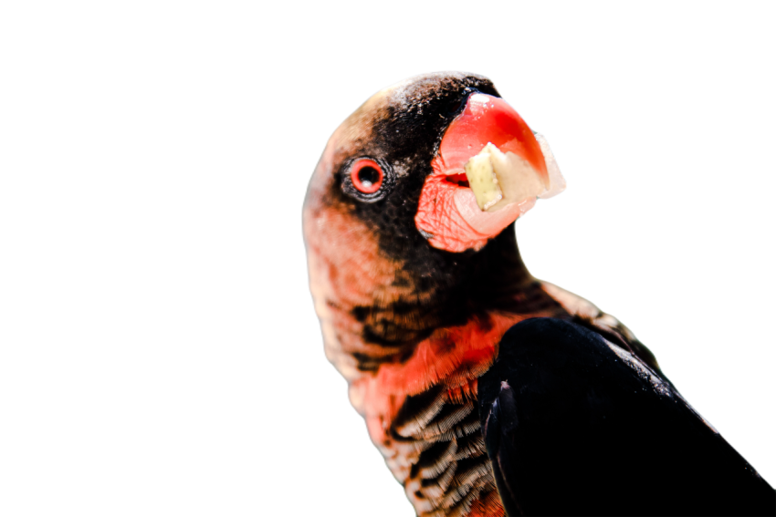 Parrots in the world png file 68
