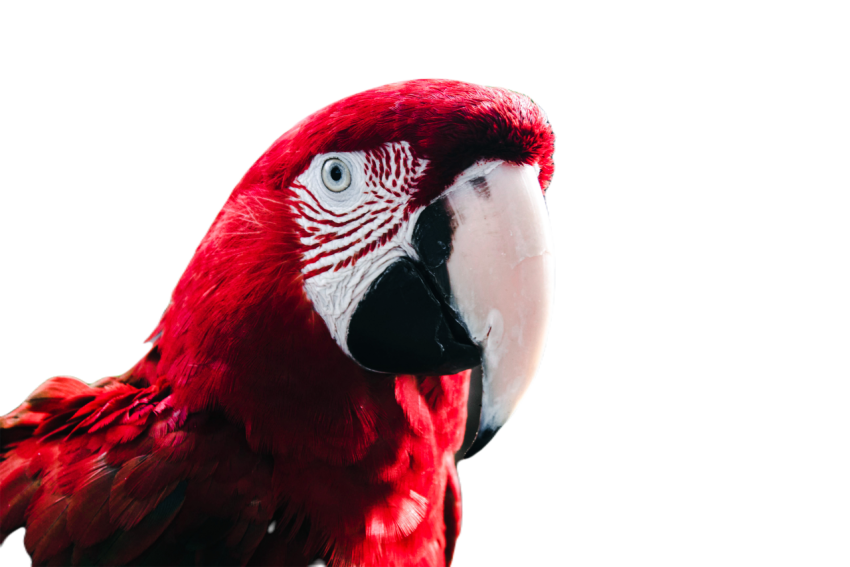 Parrots in the world png file 66
