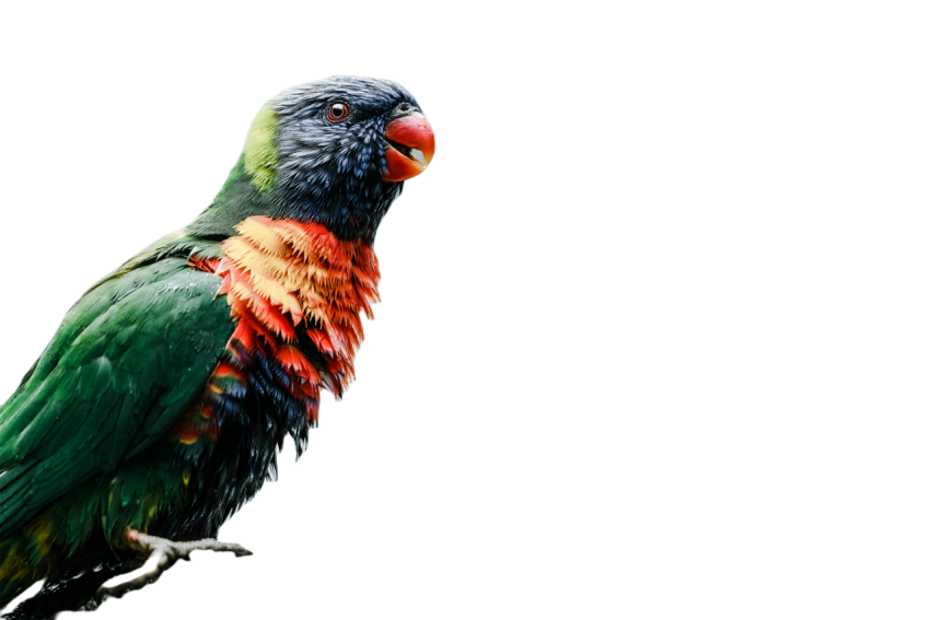 Parrots in the world png file 86
