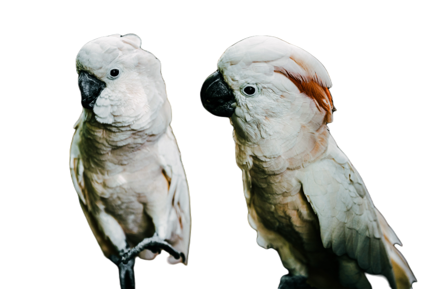 Parrots in the world png file 91