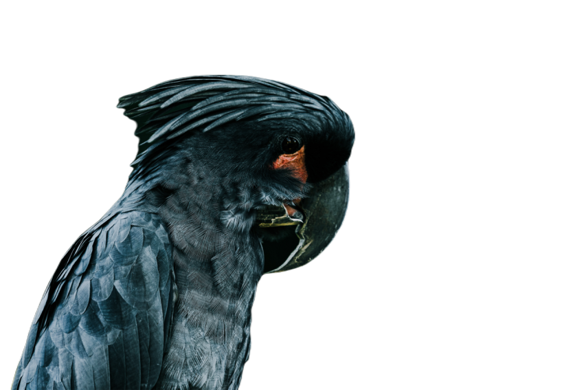 Parrots in the world png file 96