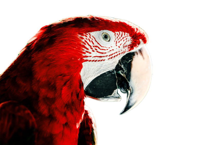Parrots in the world png file 123