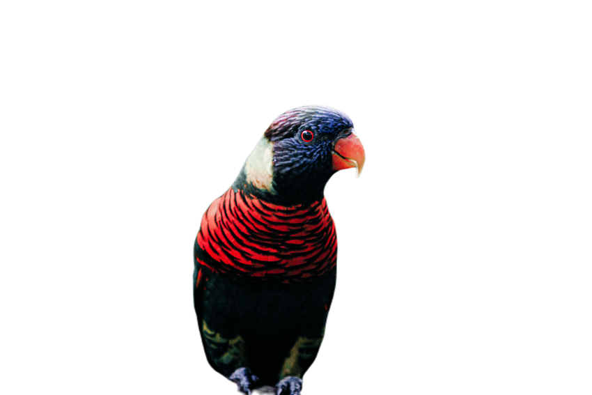 Parrots in the world png file 129
