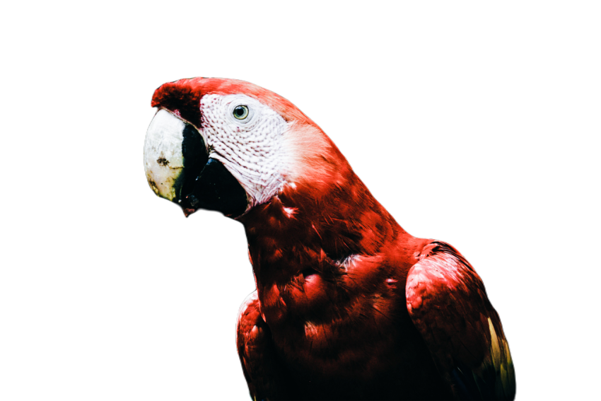 Parrots in the world png file 130