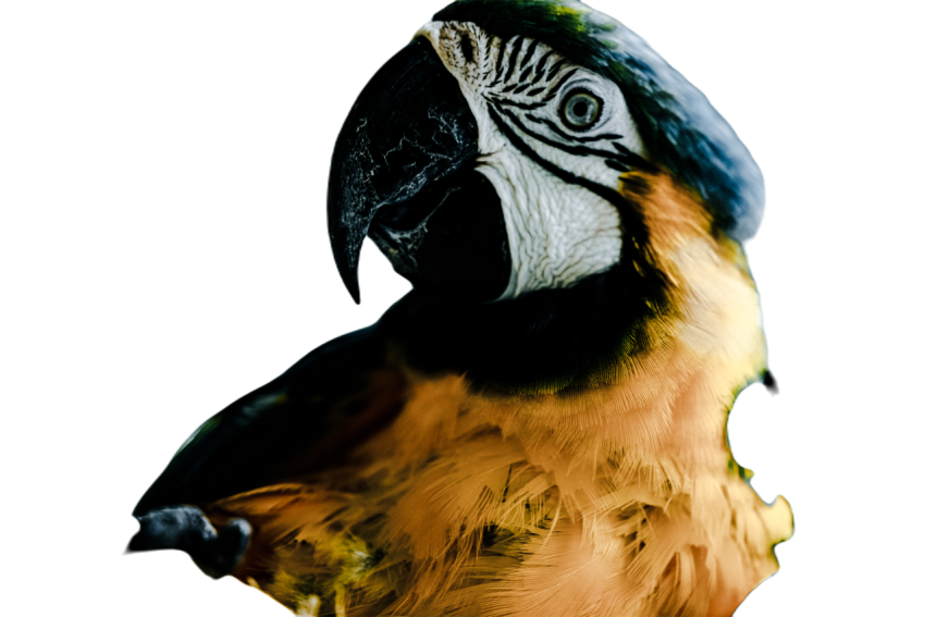 Parrots in the world png file 156