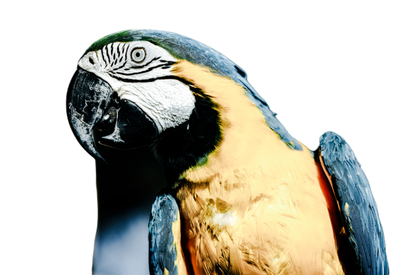 Parrots in the world png file 158
