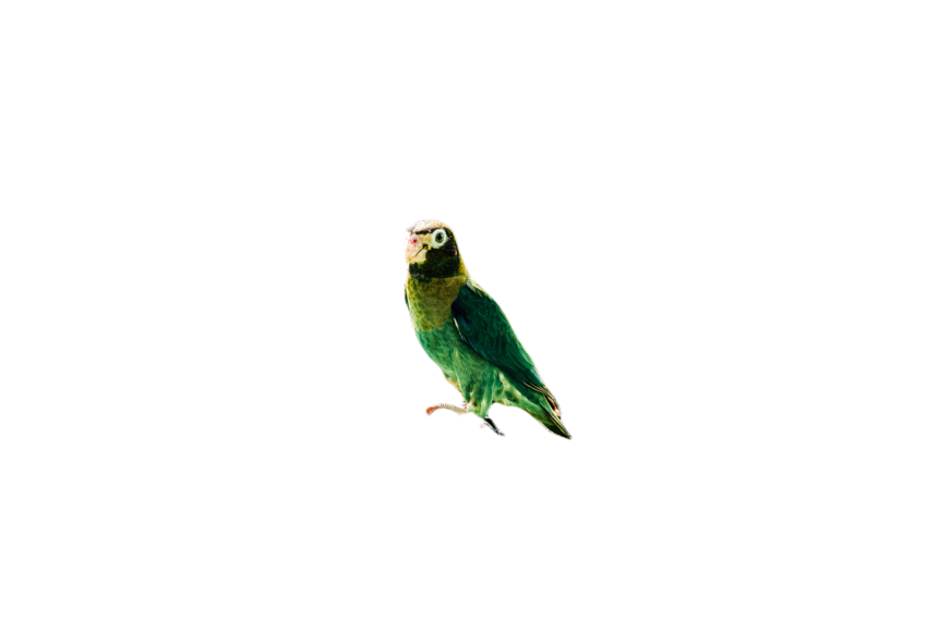 Parrots in the world png file 170