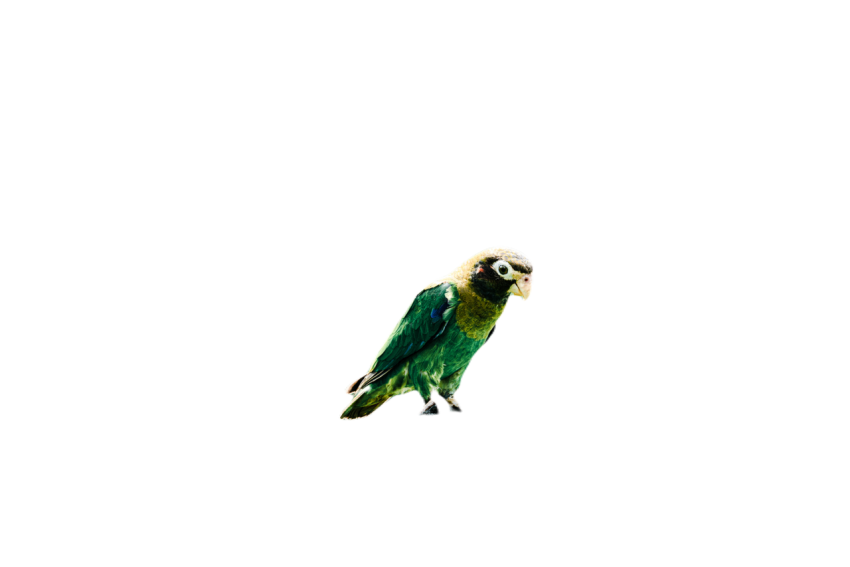 Parrots in the world png file 171