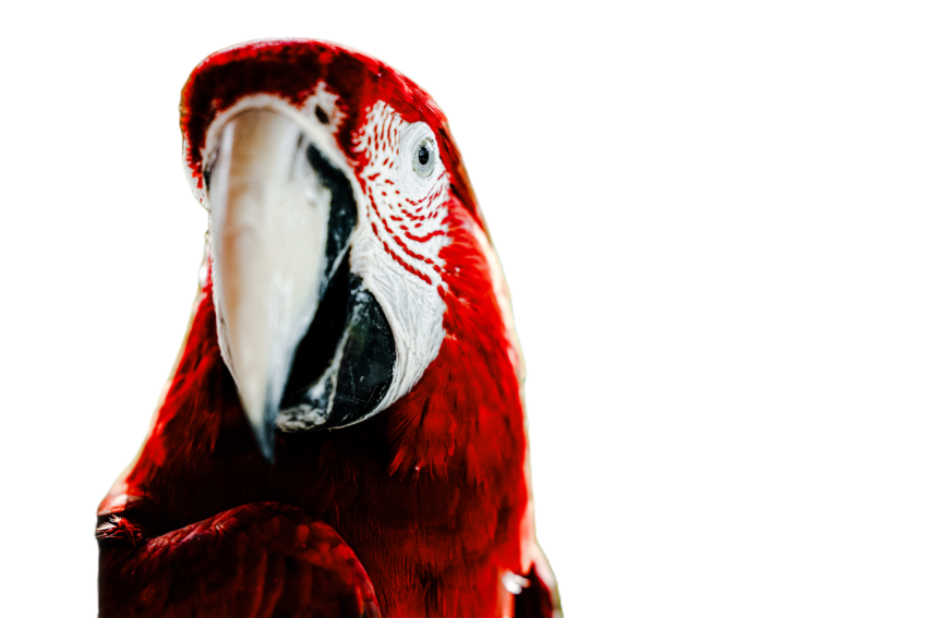 Parrots in the world png file 182