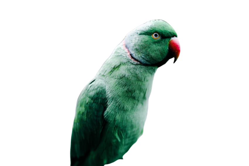 Parrots in the world png file 189