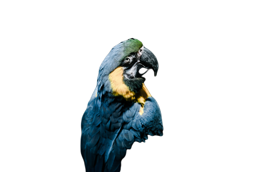 Parrots in the world png file 202