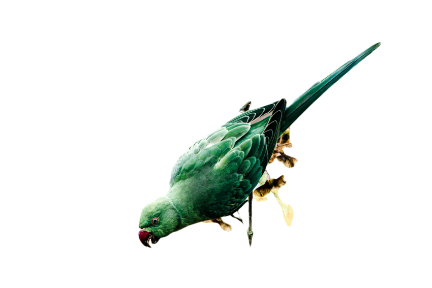 Parrots in the world png file 206