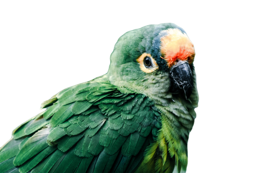 Parrots in the world png file 216