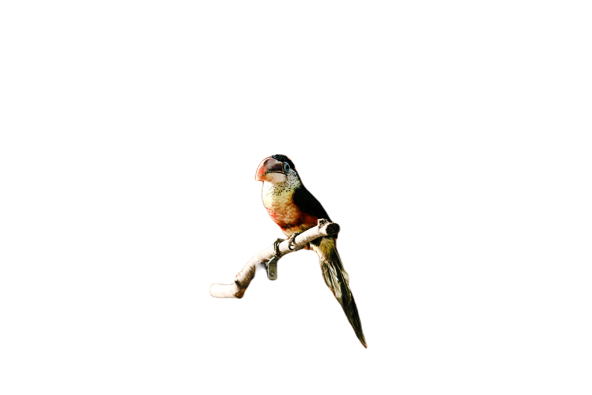 Parrots in the world png file 218