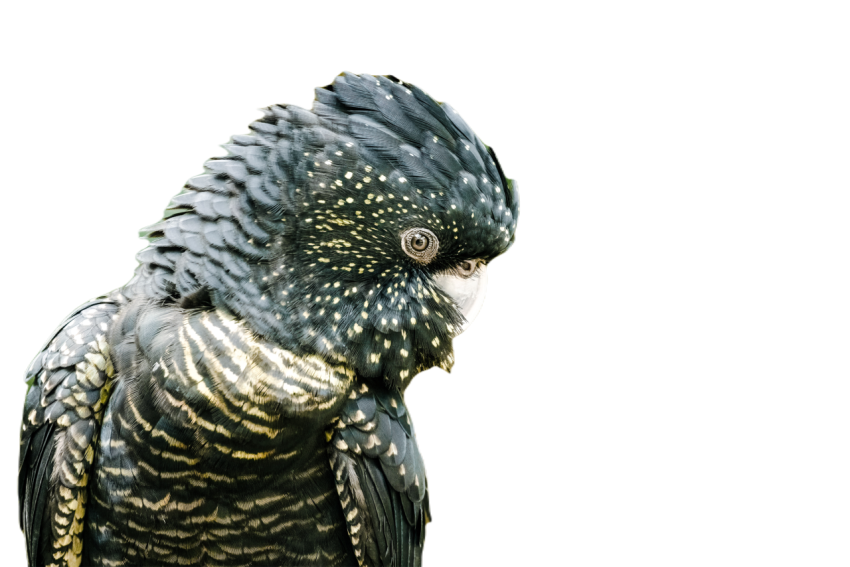 Parrots in the world png file 219