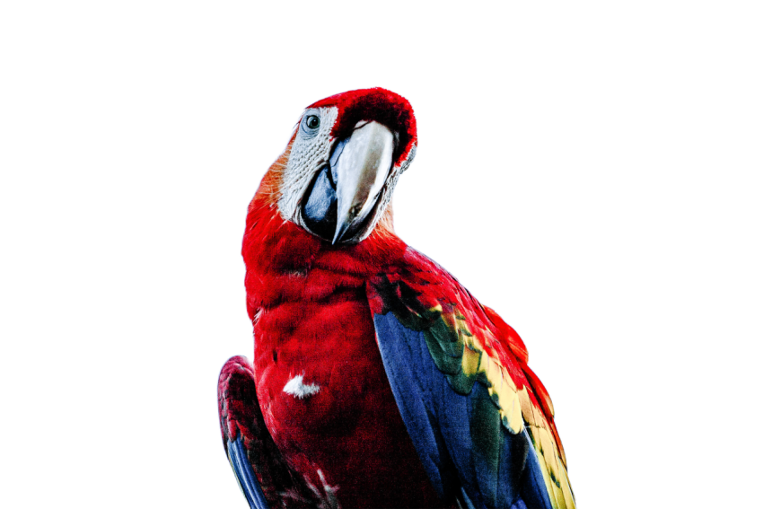 Parrots in the world png file 220