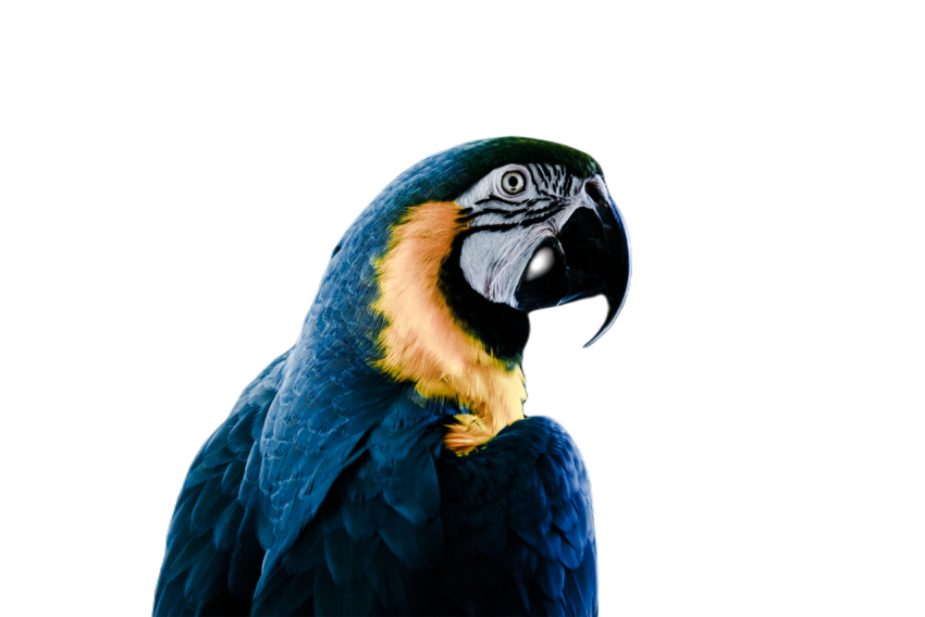 Parrots in the world png file 221