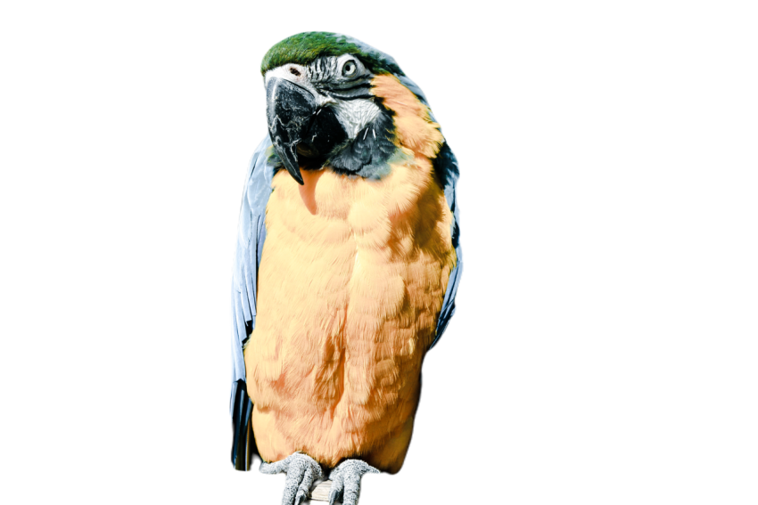 Parrots in the world png file 223