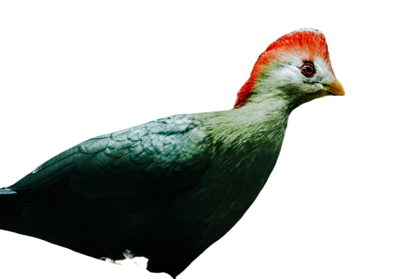 Parrots in the world png file 235
