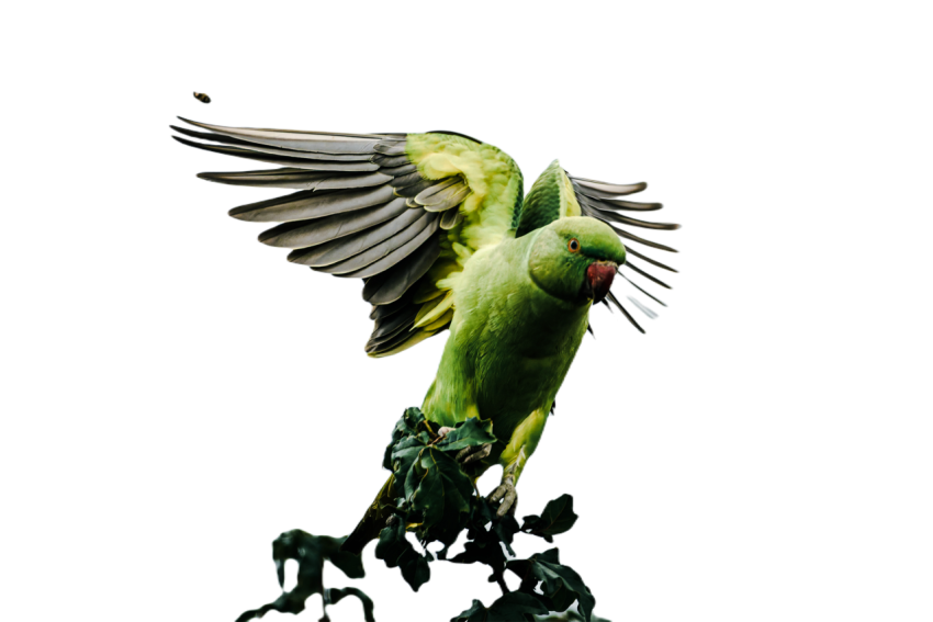 Parrots in the world png file 246