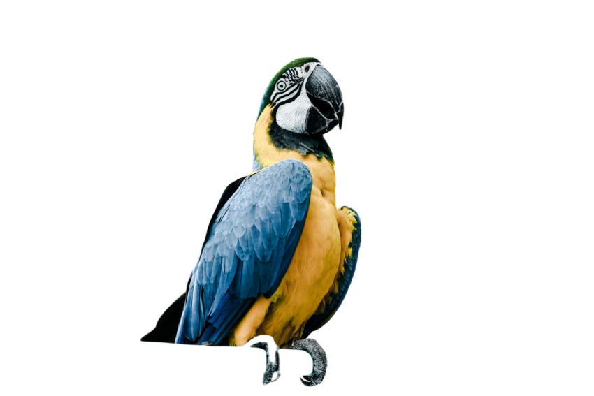 Parrots in the world png file 267