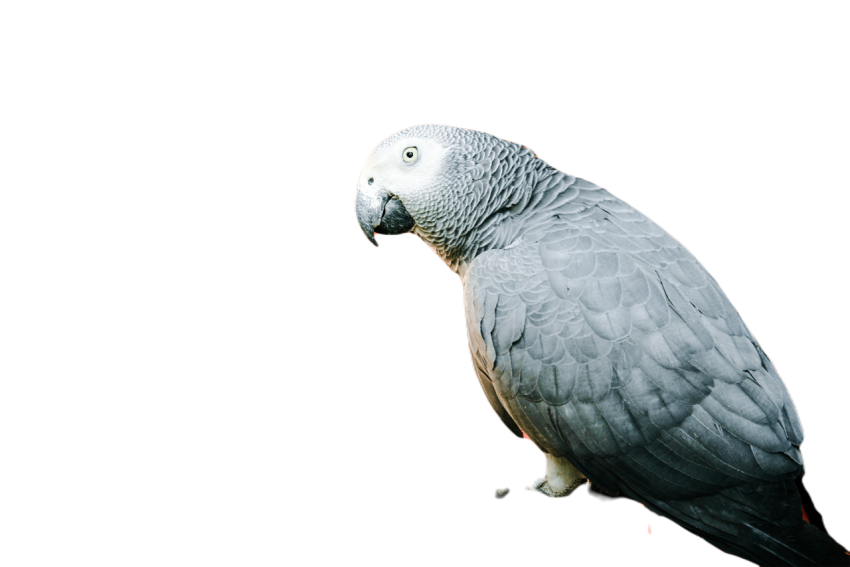 Parrots in the world png file 270