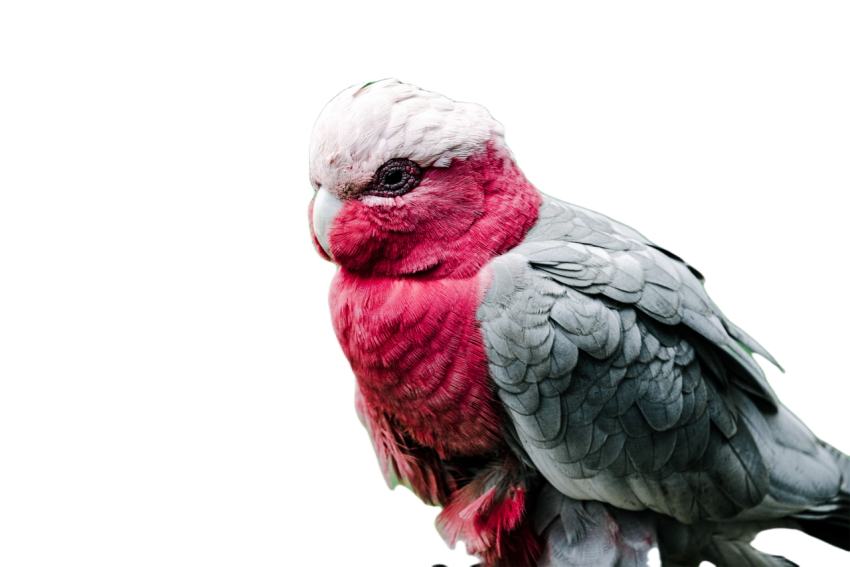 Parrots in the world png file 285