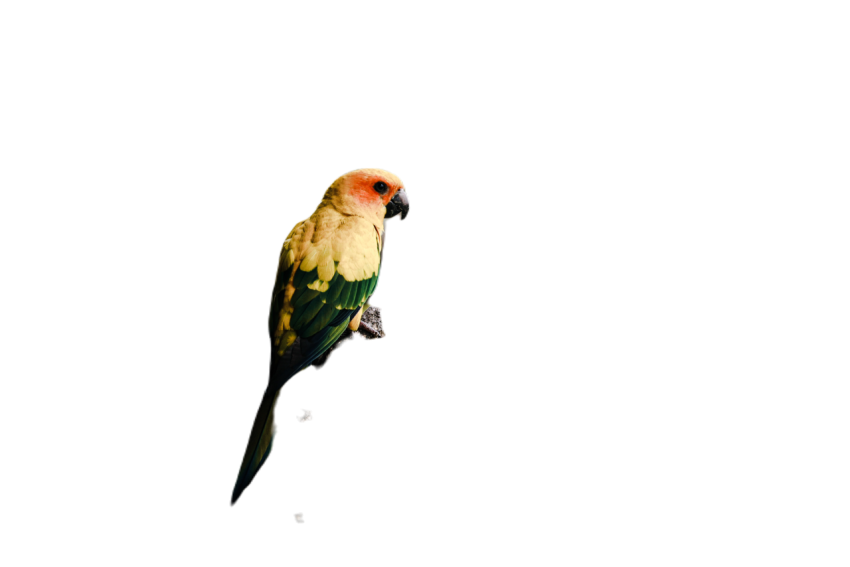 Parrots in the world png file 296