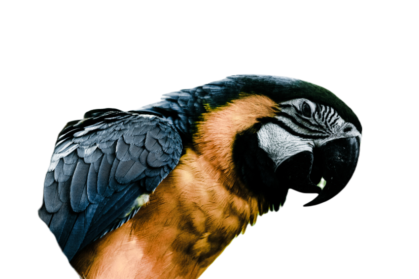 Parrots in the world png file 297