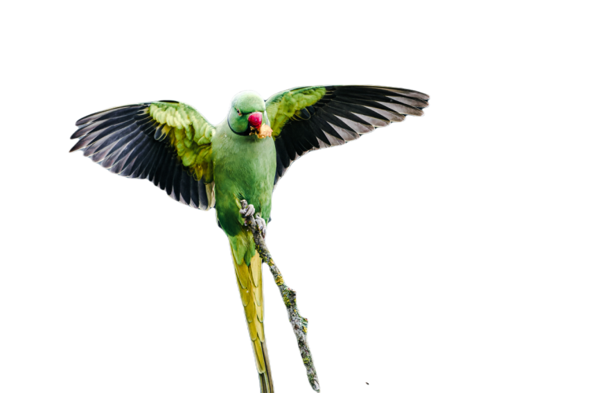 Parrots in the world png file 312