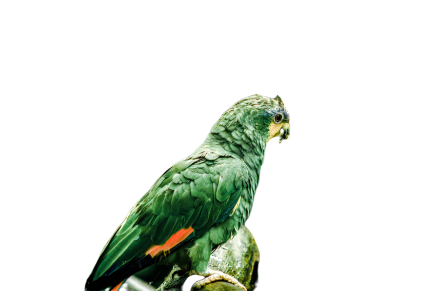 Parrots in the world png file 316