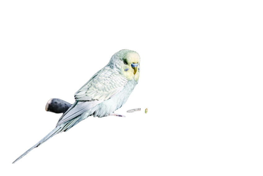 Parrots in the world png file 324