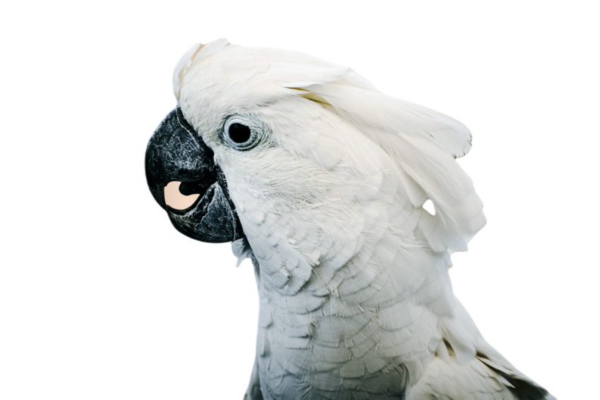 Parrots in the world png file 325