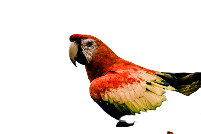Parrots in the world png file 354