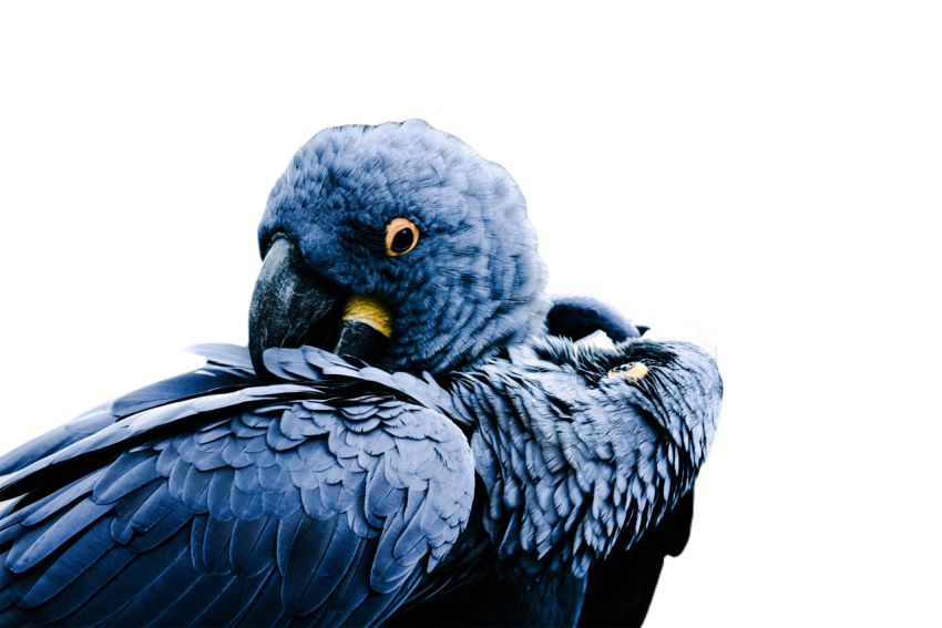 Parrots in the world png file 360