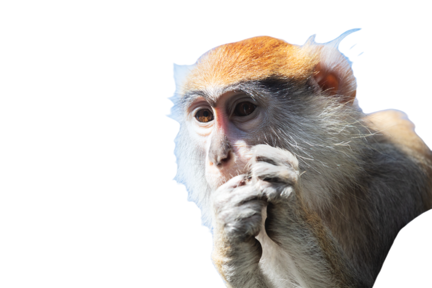 Patas monkey portrait 2023 11 27 05 05 15 utc