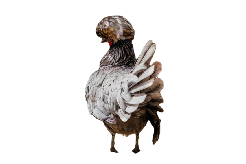 Polish chicken with beautiful crest 2023 12 01 17 17 51 utc
