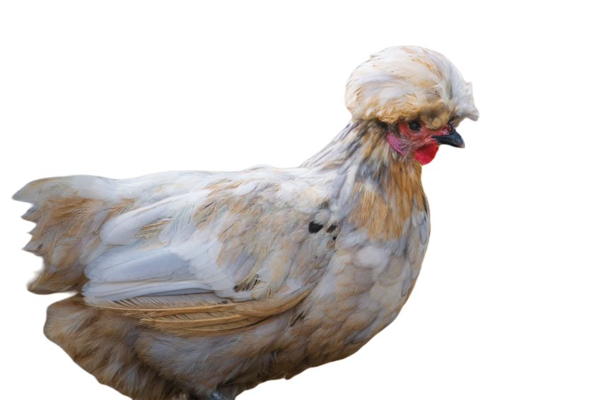 Polish chicken with beautiful crest 2023 12 01 17 18 51 utc