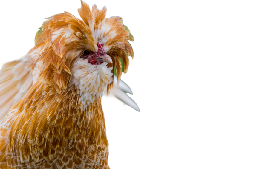 Portrait of a padovana chicken with long peak 2025 01 08 05 25 36 utc