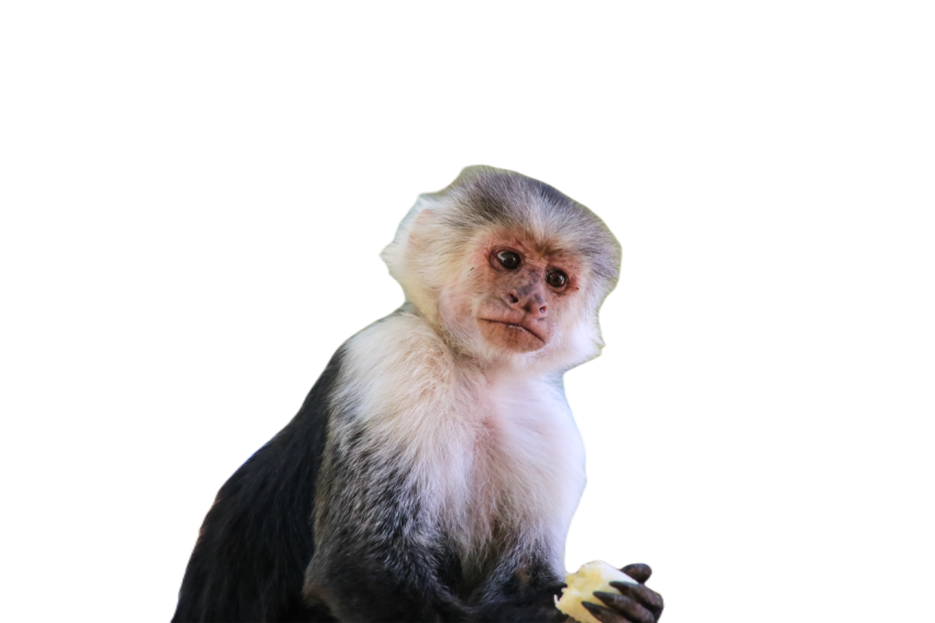 Portrait of a panamanian white faced capuchin monk 2024 05 27 00 53 26 utc