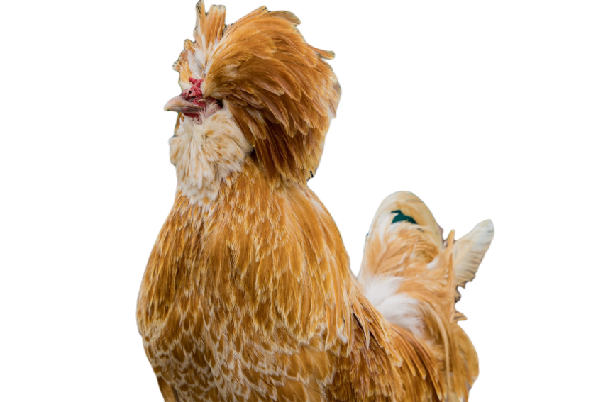 Portrait of a polish chicken with long peak 2025 01 08 04 41 08 utc