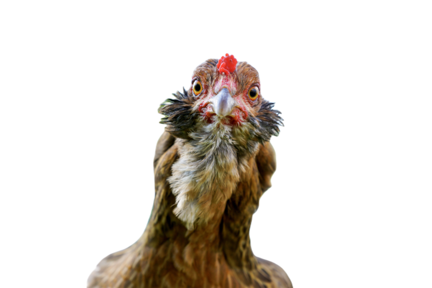 Portrait of a turkey with a red comb staring at th 2023 11 27 05 12 46 utc