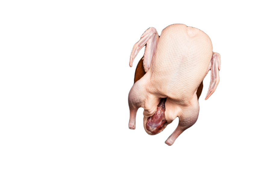 Raw whole duck 2023 11 27 04 50 34 utc