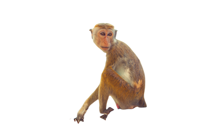 Sri lanka monkey sitting on the tree 2024 09 26 10 29 03 utc