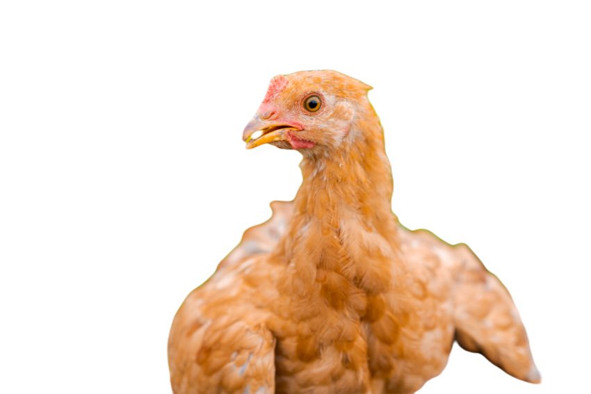 Young red hen sits on her hands on a natural green 2024 12 05 11 42 45 utc