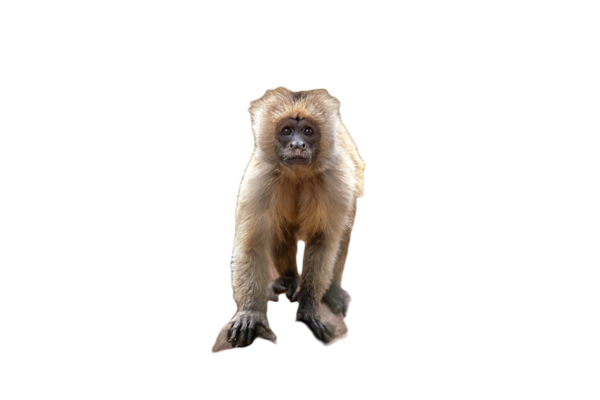 Young wedge capped capuchin monkey cebus olivaceu 2024 02 12 18 22 12 utc