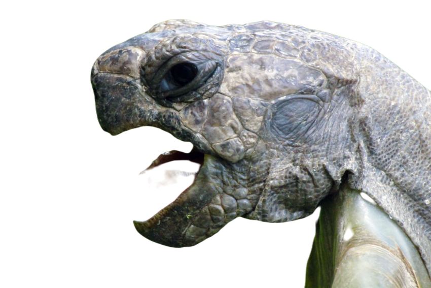 Animal 1039970