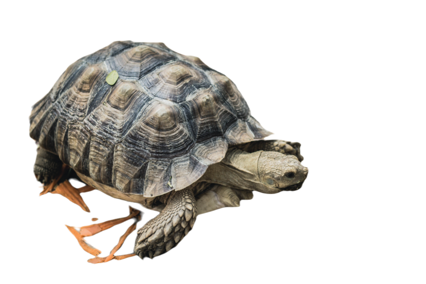 Animal 4040144
